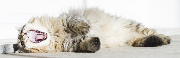 Fototapeta na wymiar brown cat yawning, siberian breed