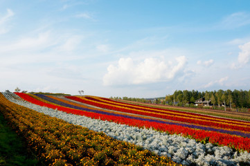 北海道美瑛 花畑