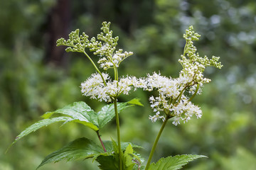 Лабазник вязолистный (Latin name Filipendula ulmaria). Дикорастущее лекарственное растение Сибири