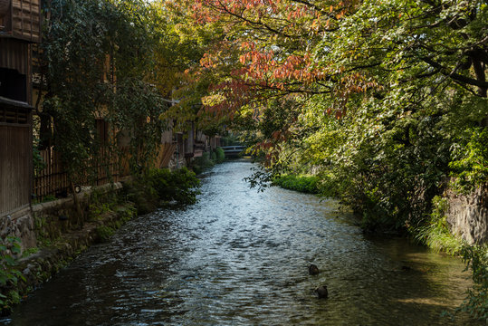 秋の京都　祇園のせせらぎ