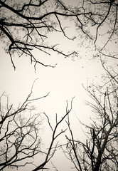 Obraz premium Tree branches no leaves black and white. Dry dead trees isolate white background. Tree with no leaves silhouette. Suitable for reference or source of art and design.