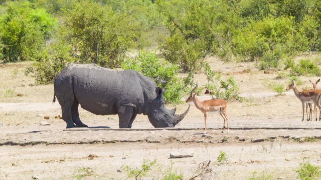 Rhinoceros with Impala Antelope in a Dry Natural African Landscape Setting on a Sunny Day inside Kruger National Park South Africa