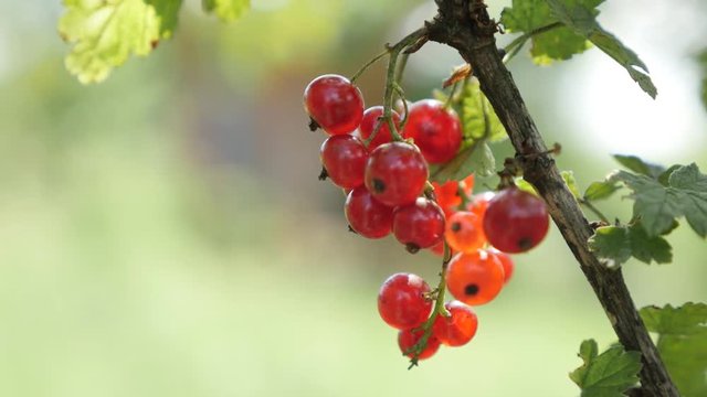 Small redcurrant deciduous shrub tasty red berries shallow DOF 4K 2160p 30fps UltraHD footage - Healthy fruit Ribes rubrum plant natural close-up 3840X2160 UHD video 