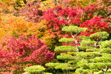 Japanese colored leaves