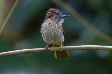 Mountain Bulbul ( Ixos mcclellandii )