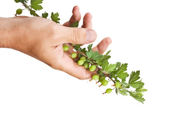 hand holds a branch of gooseberries