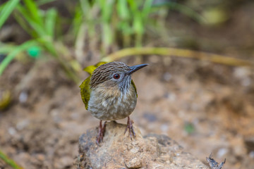 Mountain Bulbul ( Ixos mcclellandii )