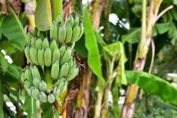 Banana tree with a bunch of bananas. Cultivated banana