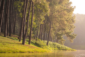 Morning sun light over the forest and lake