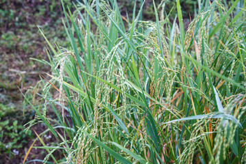 Green rice filed background.