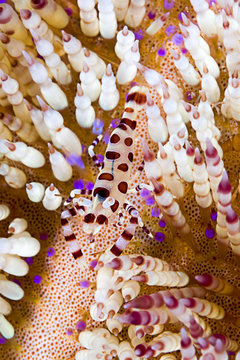 Symbiotic Coleman’s shrimp, Periclimenes colemani, living in fire sea ucrhin Asthenosoma varium. 