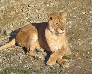 Female Lion