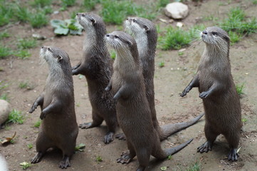 Otter