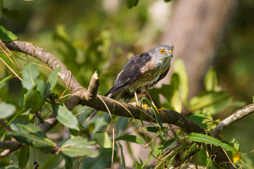 Besra or Little Sparrow Hawks