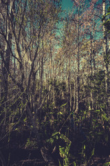 Tropical forest swamp, Florida. Vintage tone colors