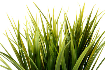 green grass in pot on white background
