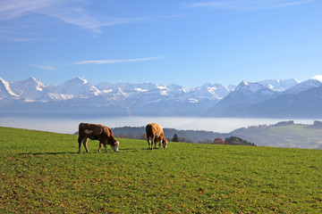 Obraz premium Rinder, Längenberg, Alpen, Schweiz