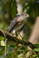 Besra or Little Sparrow Hawks