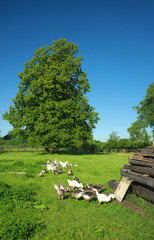 Domestic geese in the meadow.