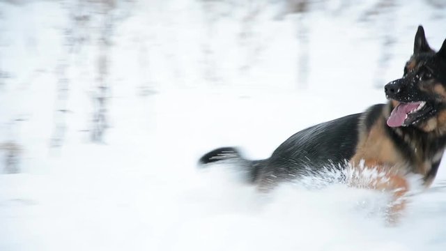 German Shepherd dog playing In A Snow. Cute dog running fast.