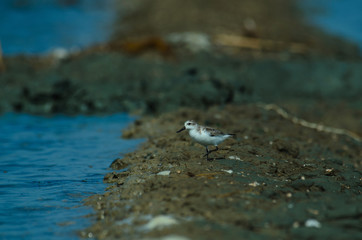 Spoon-billed sandpiper in nature Thailand