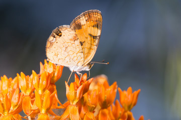 Orange and white Pearl Crescent butterfly drinking from orange butterfly weed flowers with de-focused blue background