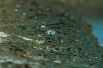 Spoon-billed sandpiper in nature Thailand