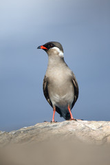 The rock pratincole (Glareola nuchalis) sitting on the stone
