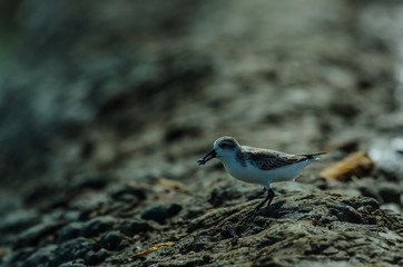 Spoon-billed sandpiper in nature Thailand
