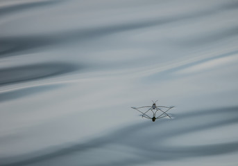 common pond skater on a blue water surface