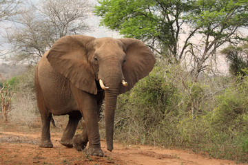 Fototapeta na wymiar The African bush elephant (Loxodonta africana), young bull behaves threateningly