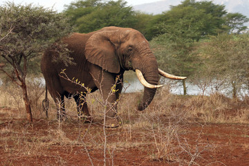 Fototapeta premium The African bush elephant (Loxodonta africana), very big bull