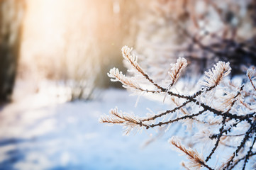 Winter forest at sunset