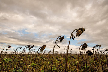 field with withered sunflowers