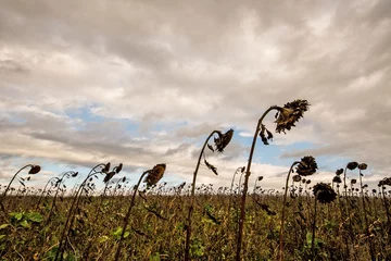Papier Peint photo Tournesol field with withered sunflowers