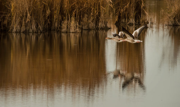two greyleg geese flying over the lake