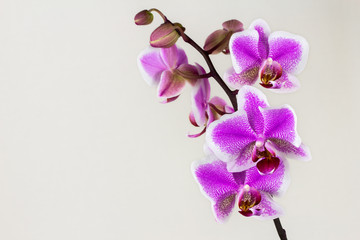 Pink-white orchid