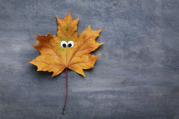 Naklejka na ściany i meble Autumn leaf with googly eyes on grey background