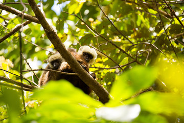 Group of White-fronted Lemur, Eulemur albifrons, resting on a tree, the national park Nosi Mangabe, Madagascar