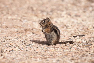 Golden-Mantled Ground Squirrel (Spermophilus lateralis)