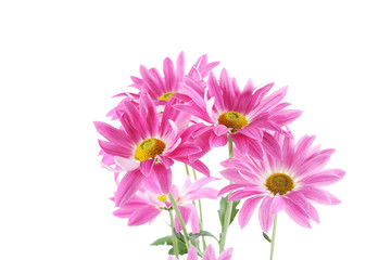 Bouquet of chrysanthemum flowers isolated on a white