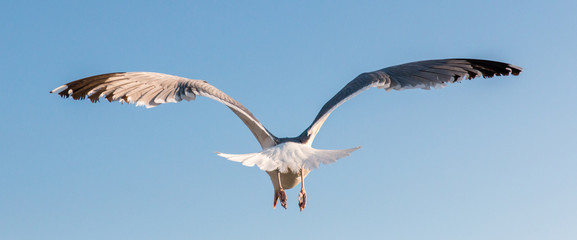 Fototapeta premium Seagull Flying Away
