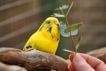 Budgie treat . Pet budgie Melopsittacus Undulates enjoying eucalyptus leaves
