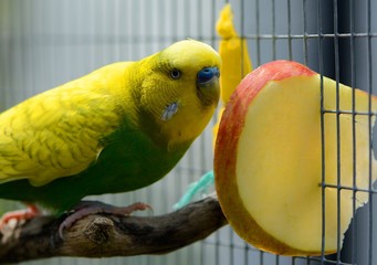 Budgie and apple slice