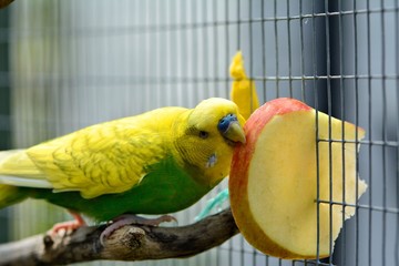 Budgie enjoying treat of apple slice