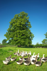 Domestic geese in the meadow.