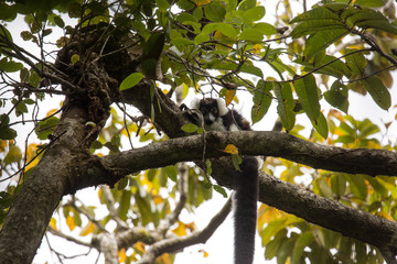 very rare White-belted Ruffed lemur - Gürtelvari, Varecia variegata subcincta, feeding on trees, National Park Nosi Mangabe, Madagaskar