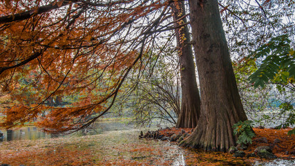 Fototapeta premium Autunno, albero autunnale