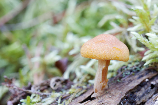 Closeup of yellow mushroom growing on a tree