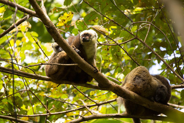 Group of White-fronted Lemur, Eulemur albifrons, resting on a tree, the national park Nosi Mangabe, Madagascar